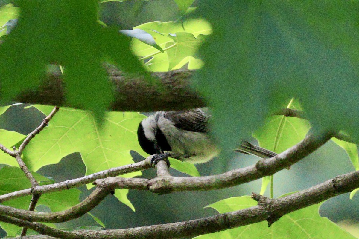 Carolina Chickadee - ML620459780