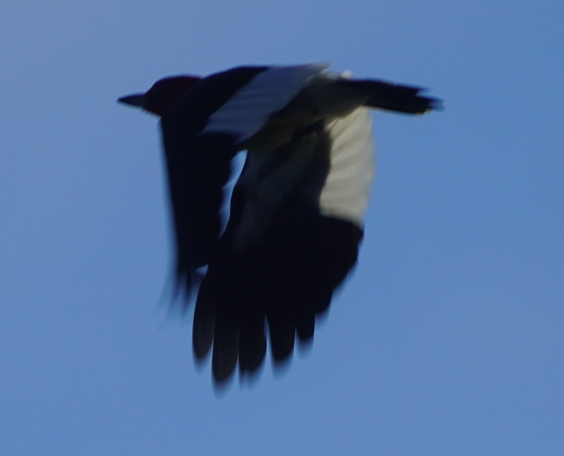 Red-headed Woodpecker - ML620459782