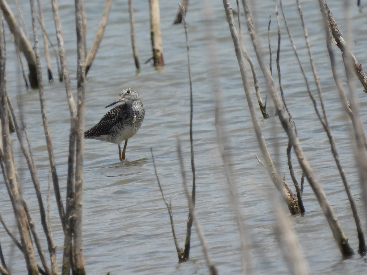 Greater Yellowlegs - ML620459784