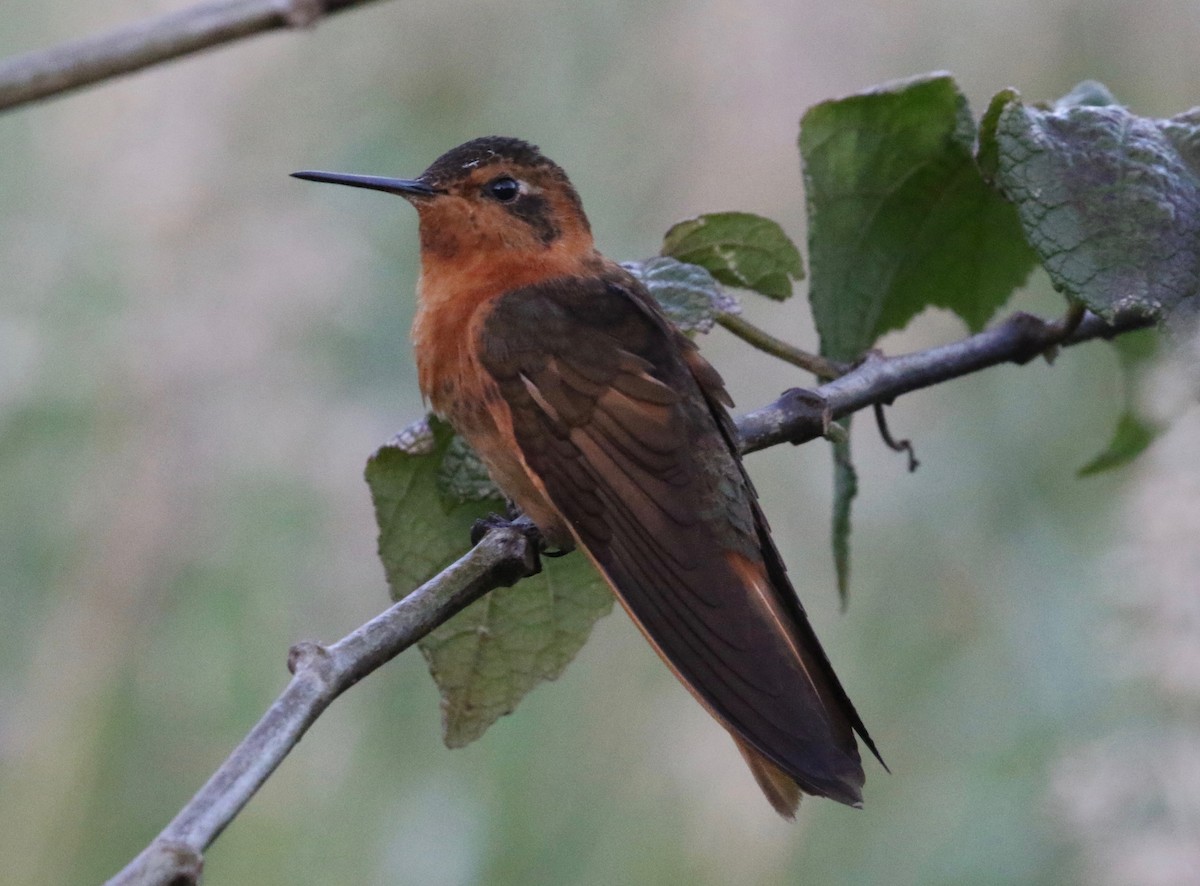 Colibrí Cobrizo - ML620459791