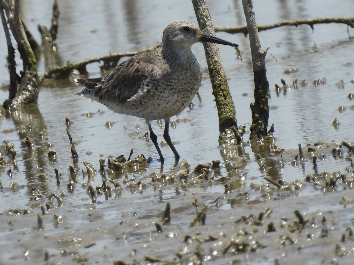 Red Knot - ML620459795