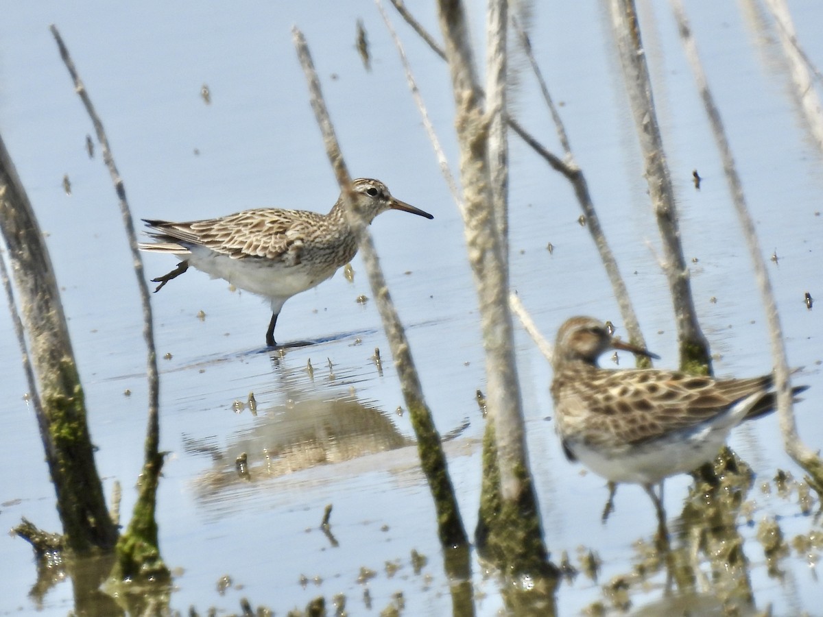 Pectoral Sandpiper - ML620459805