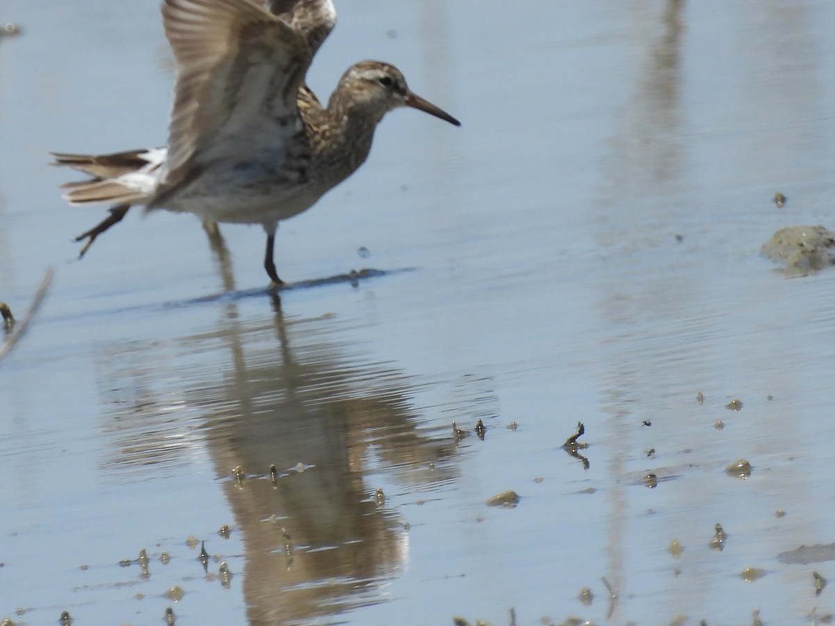 Pectoral Sandpiper - ML620459806