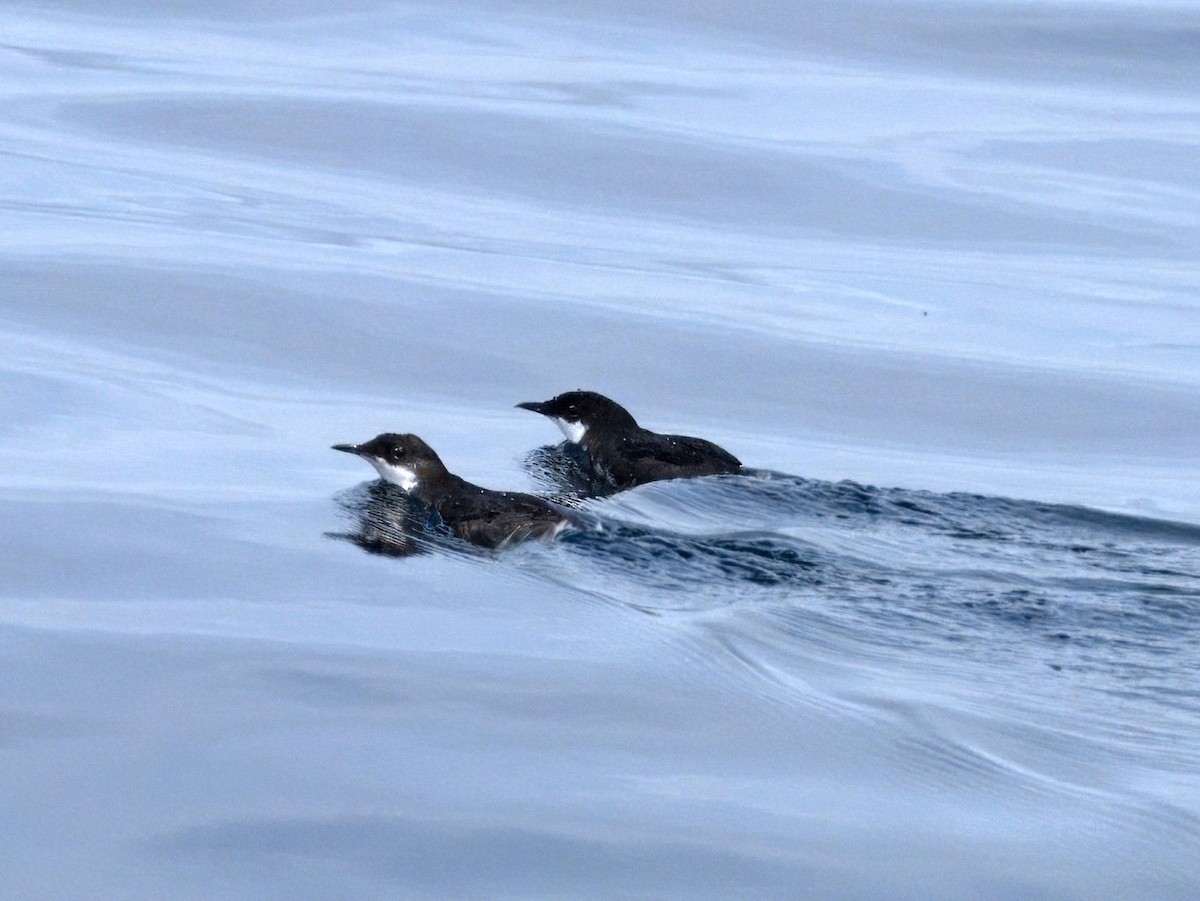 Craveri's Murrelet - ML620459812