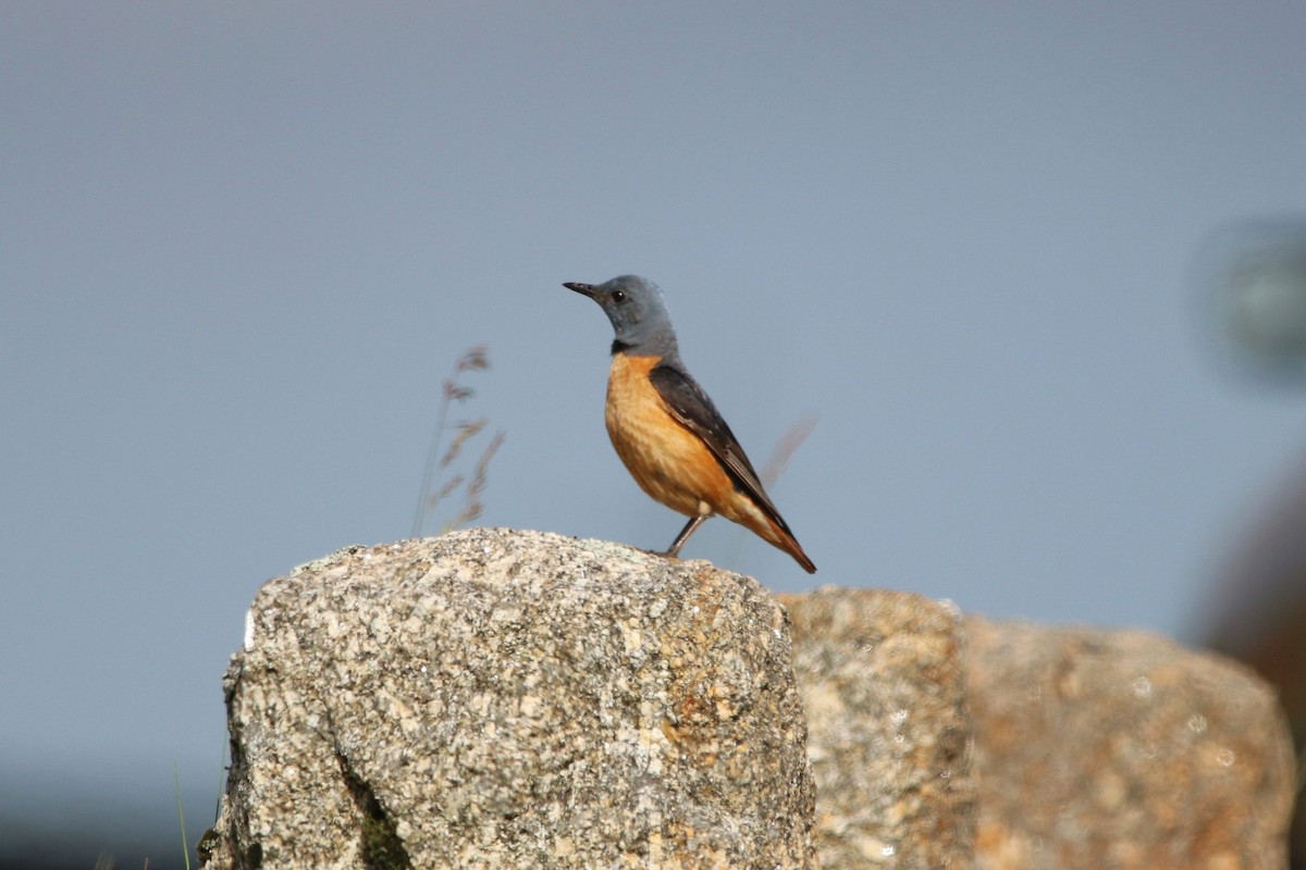 Rufous-tailed Rock-Thrush - ML620459813