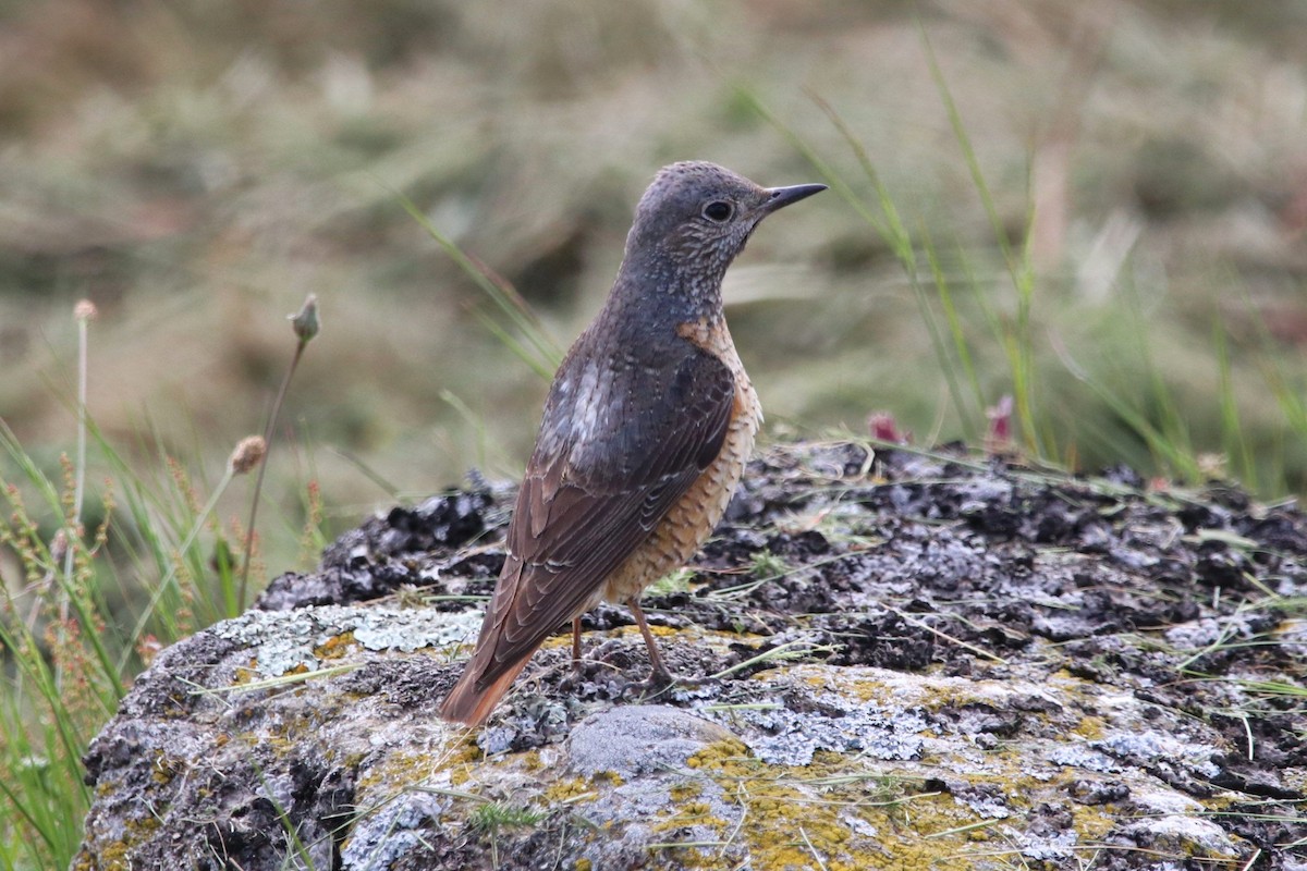 Rufous-tailed Rock-Thrush - ML620459814