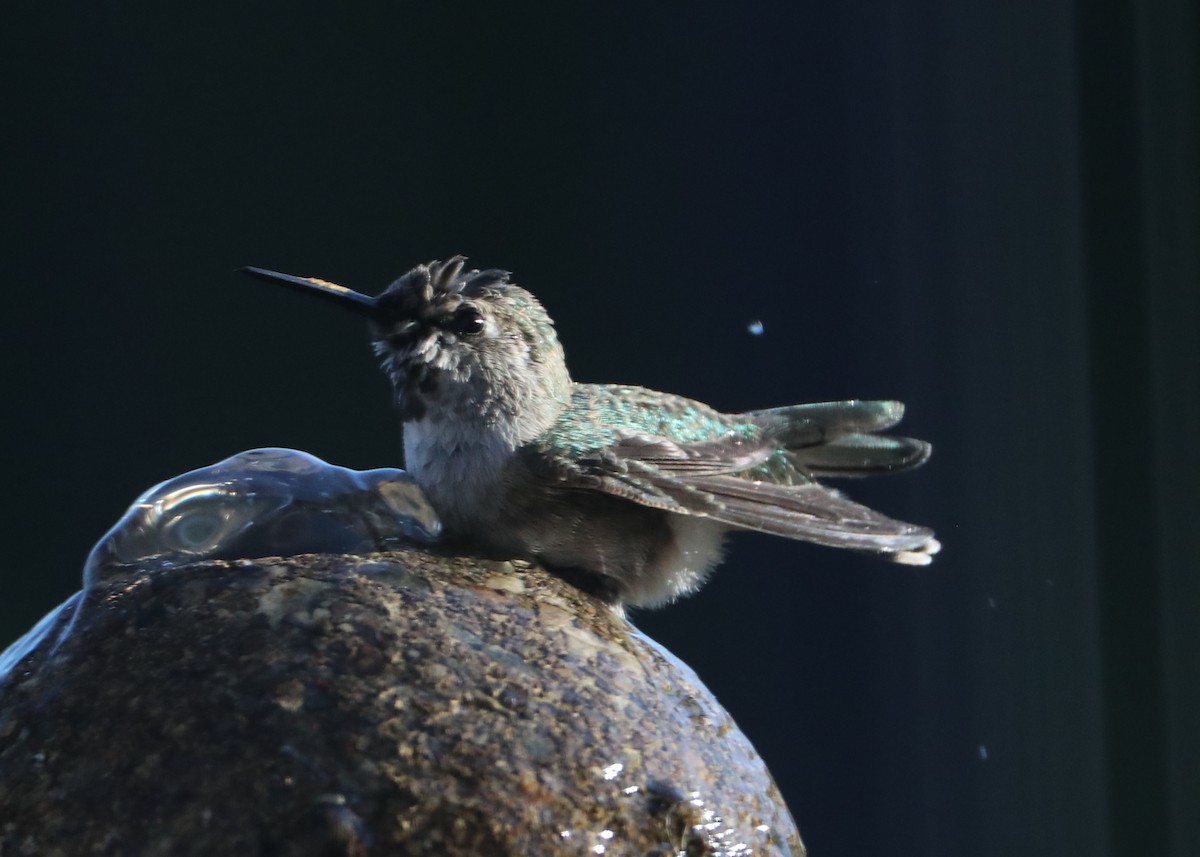 hummingbird sp. - ML620459816