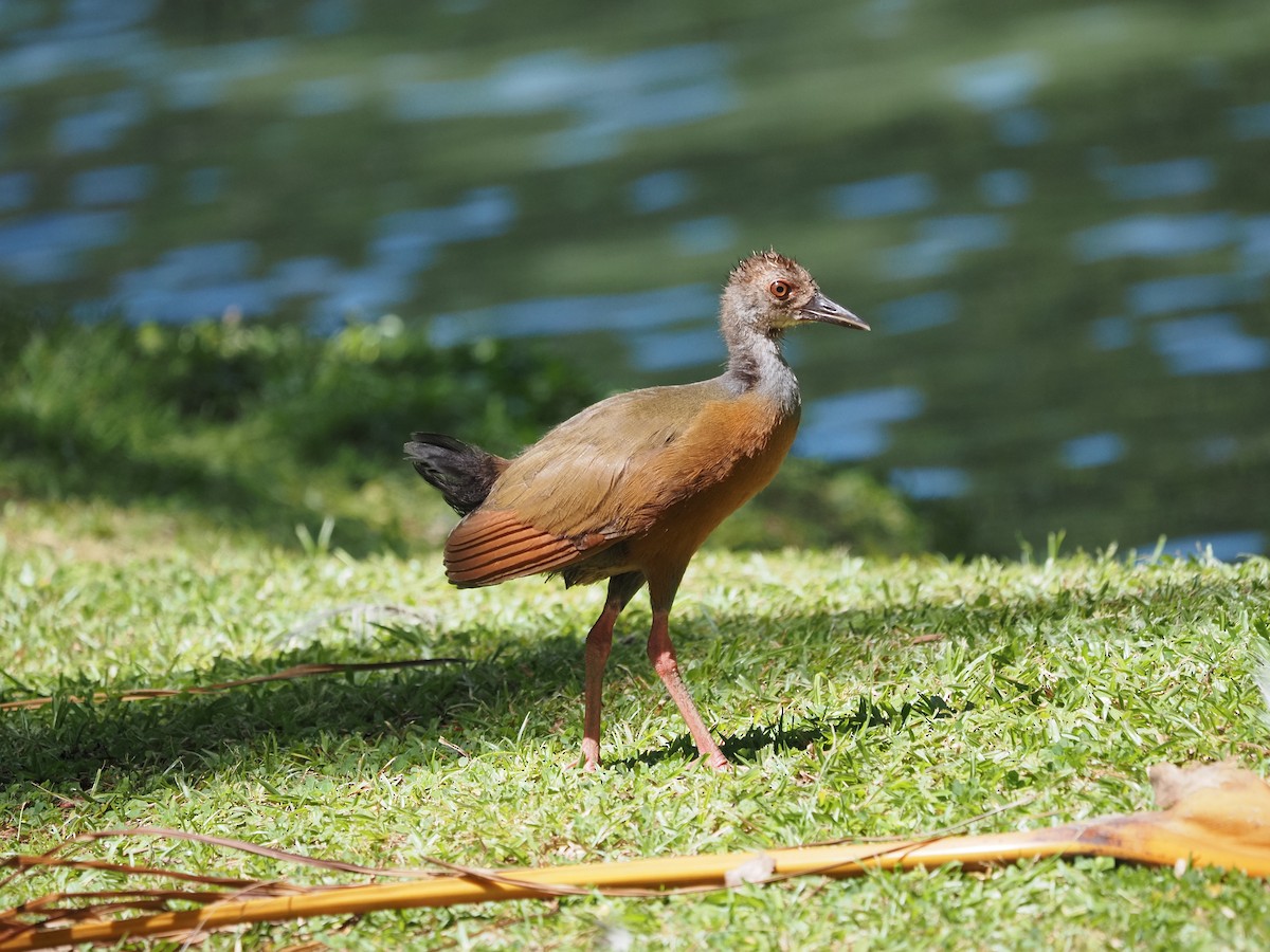 Gray-cowled Wood-Rail - ML620459822