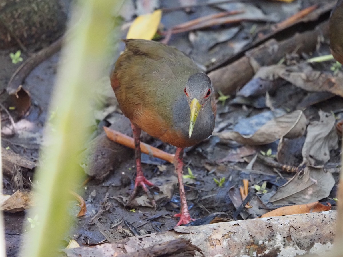 Gray-cowled Wood-Rail - ML620459824