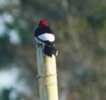 Red-headed Woodpecker - ML620459825