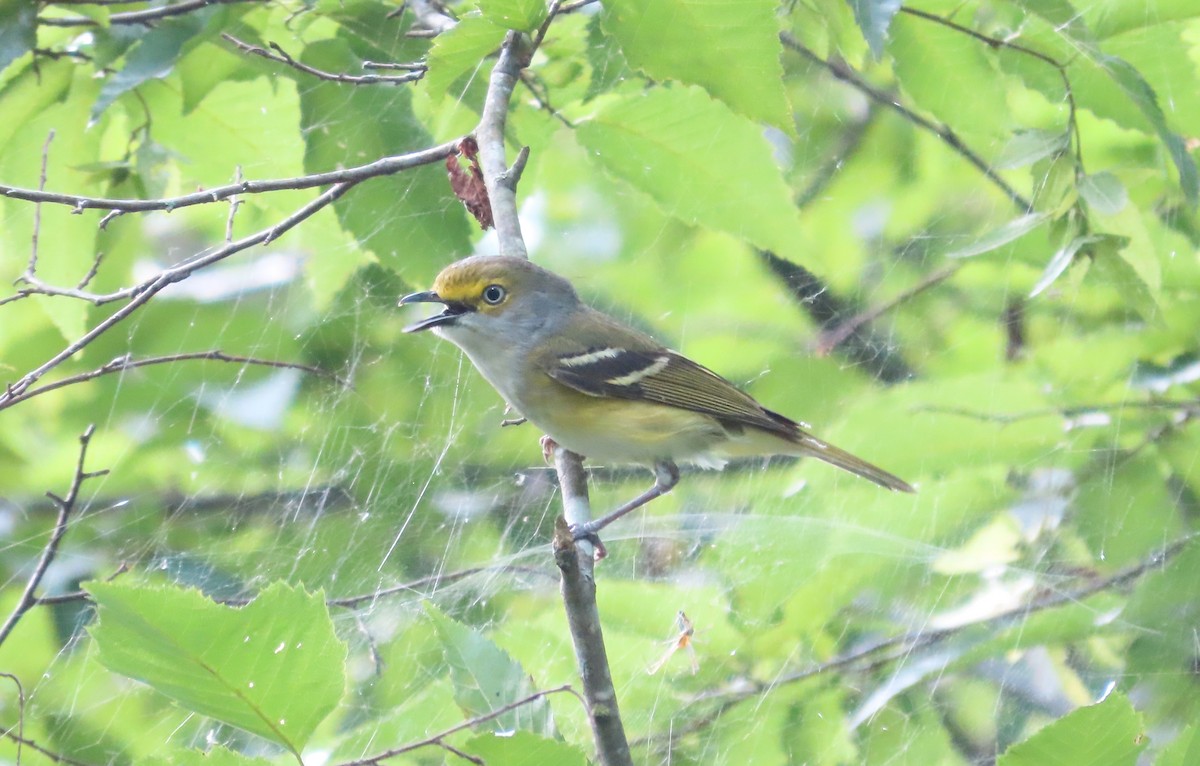 Ak Gözlü Vireo - ML620459829