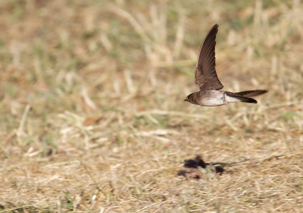 Northern Rough-winged Swallow - Levi Rehberg