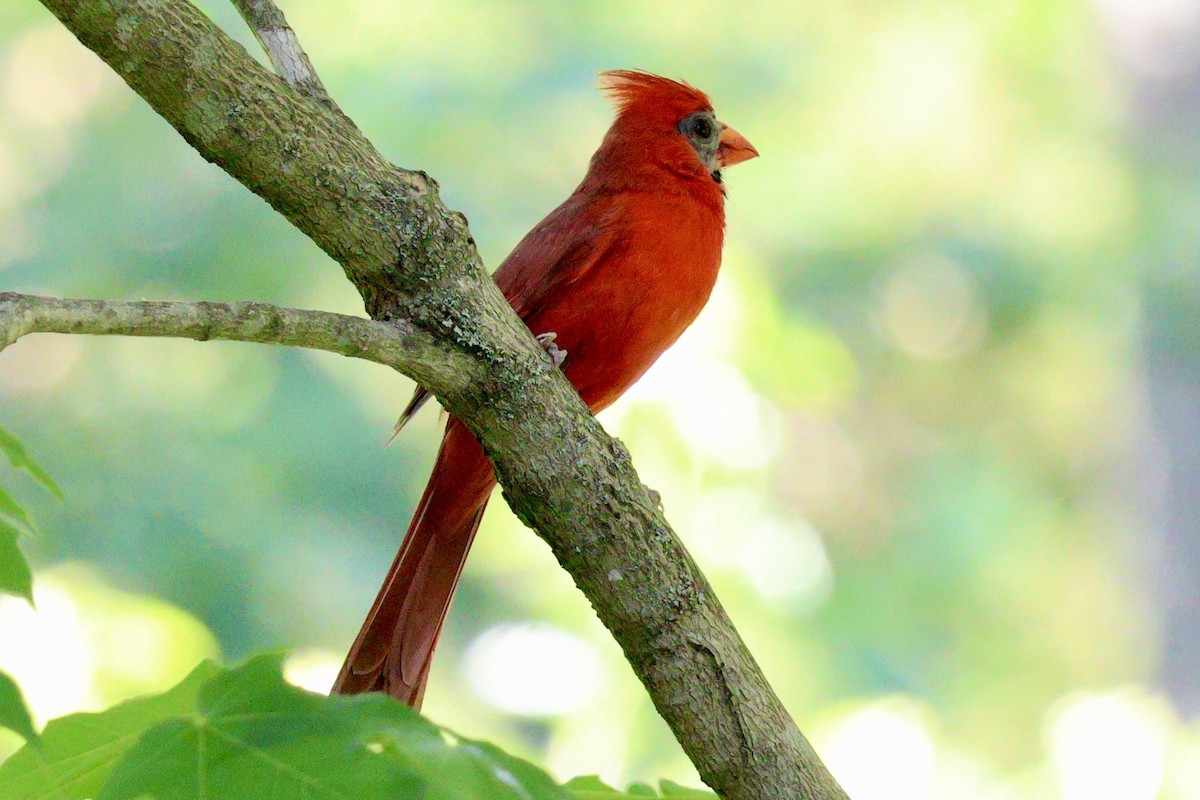 Northern Cardinal - ML620459832