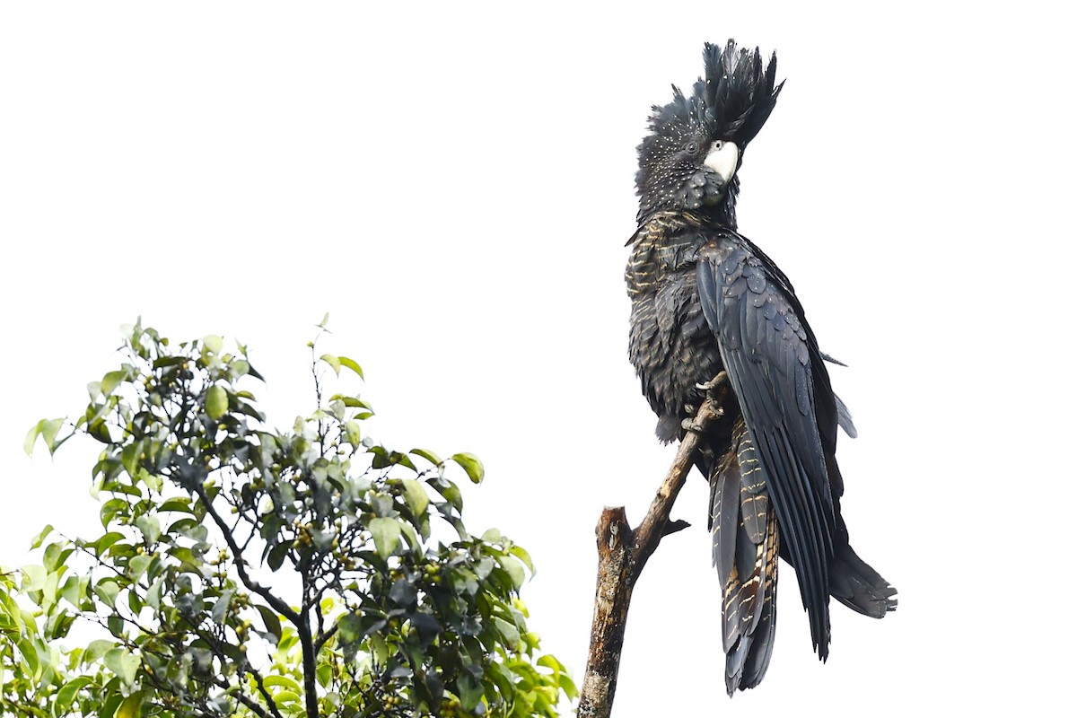 Red-tailed Black-Cockatoo - ML620459834