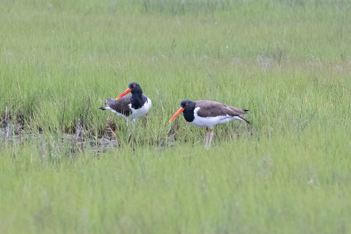 American Oystercatcher - ML620459836