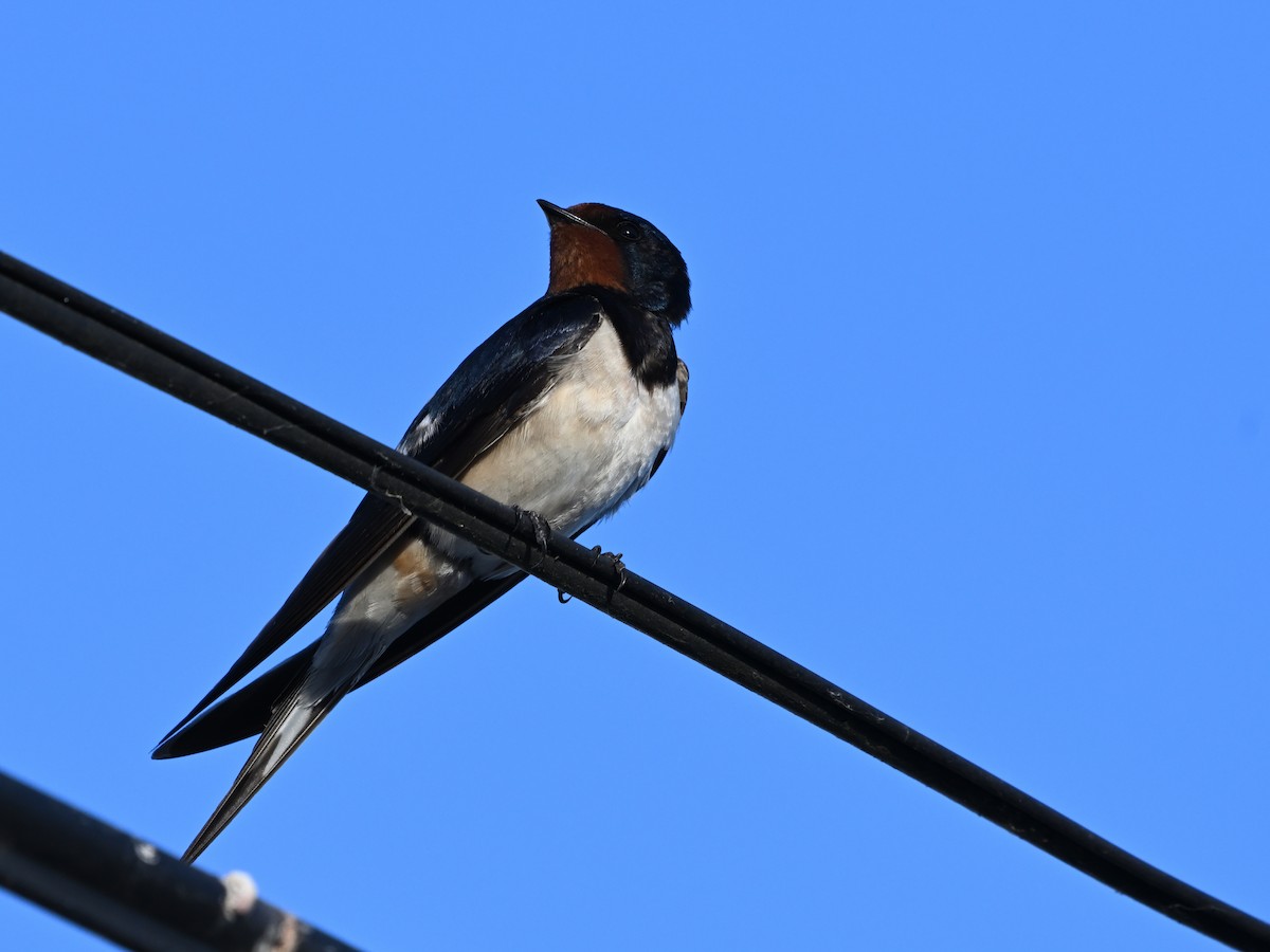 Barn Swallow - ML620459838