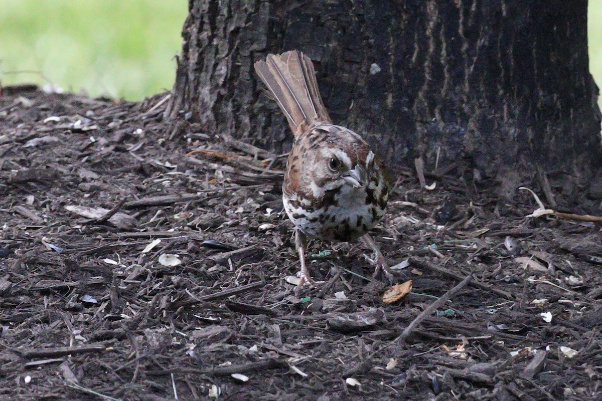 Song Sparrow - ML620459841