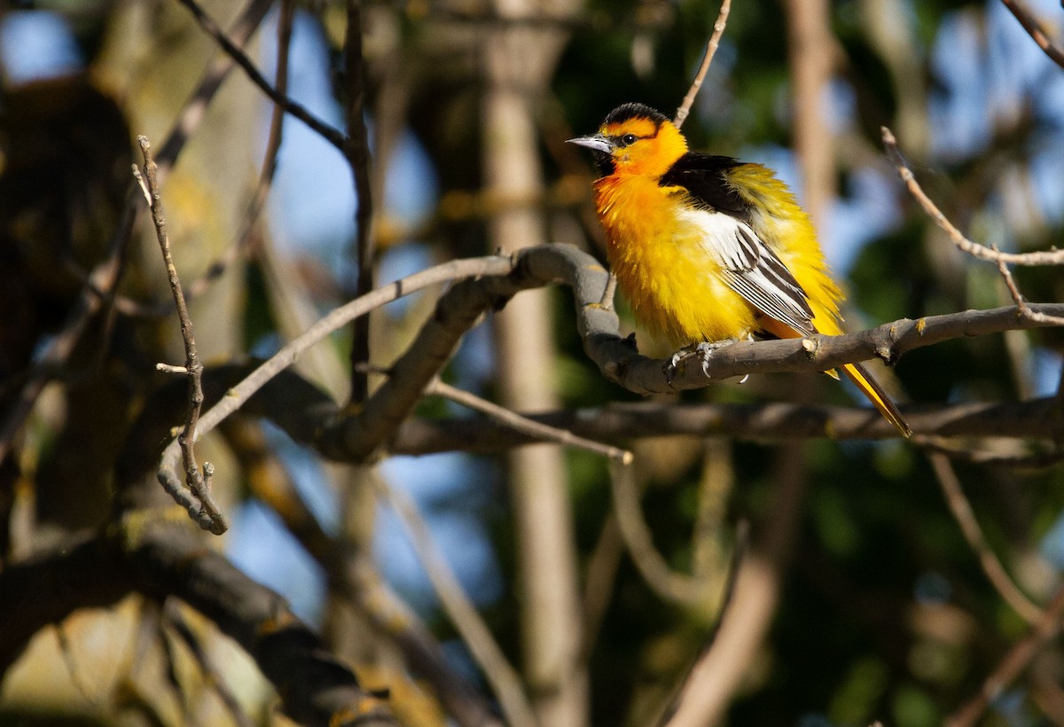 Bullock's Oriole - ML620459845