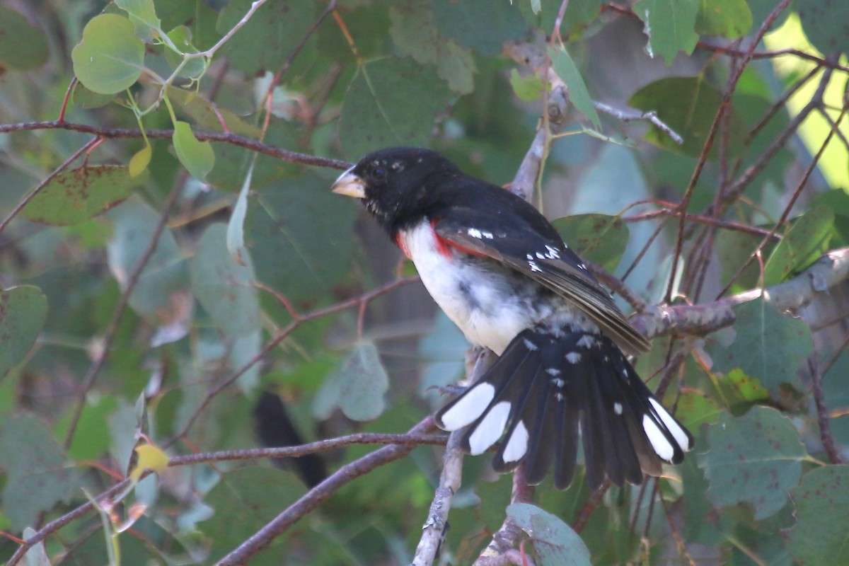 Rose-breasted Grosbeak - ML620459852