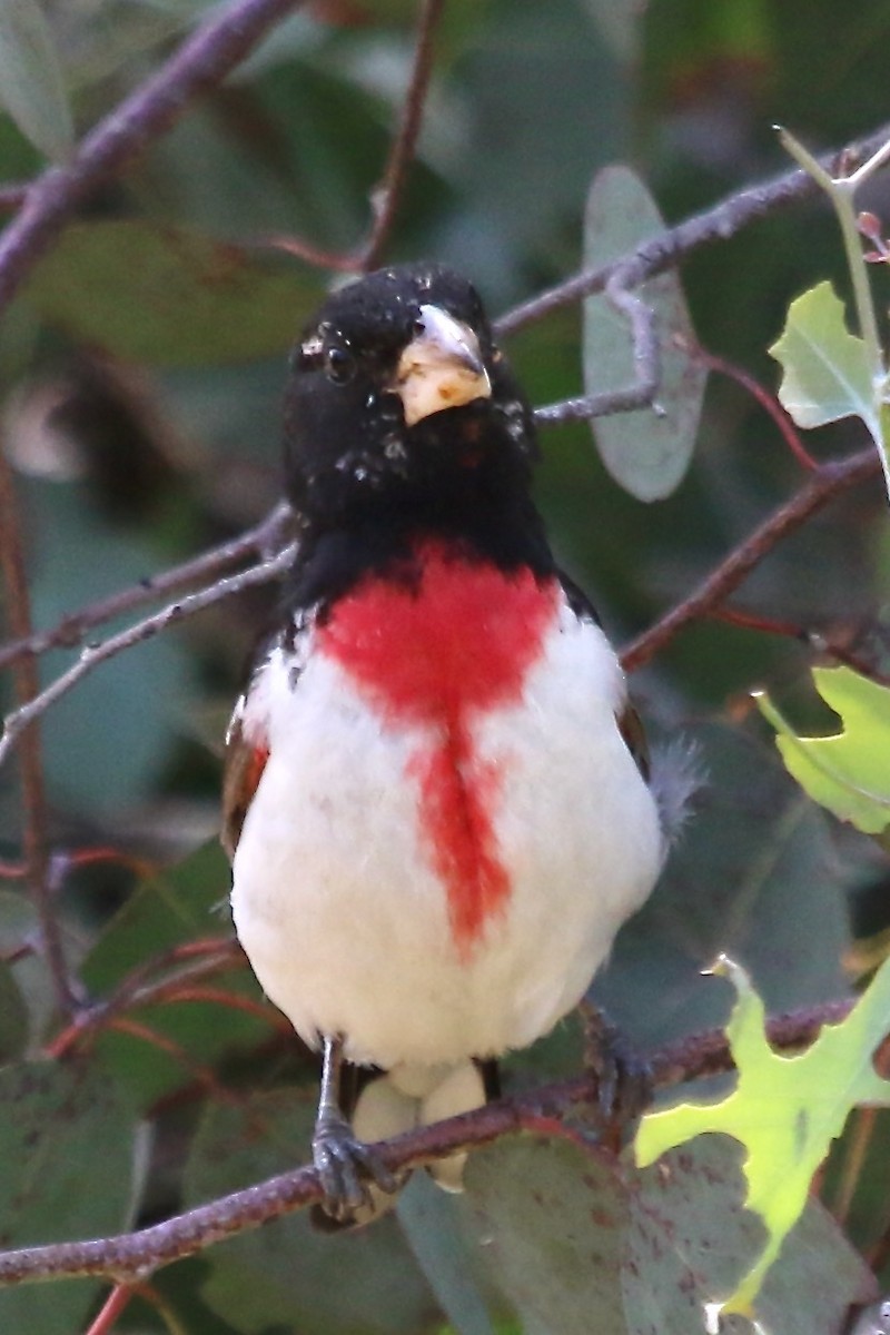 Rose-breasted Grosbeak - ML620459853