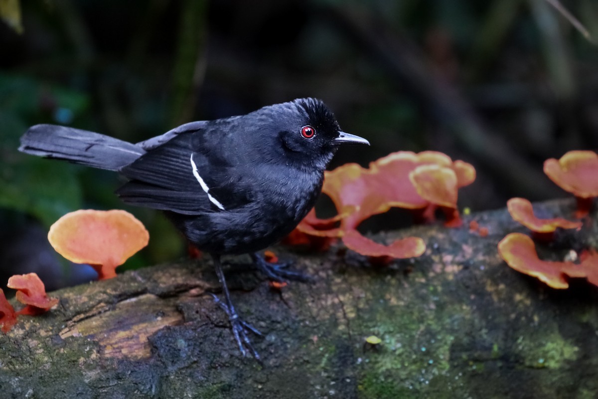 Weißbinden-Ameisenvogel - ML620459858