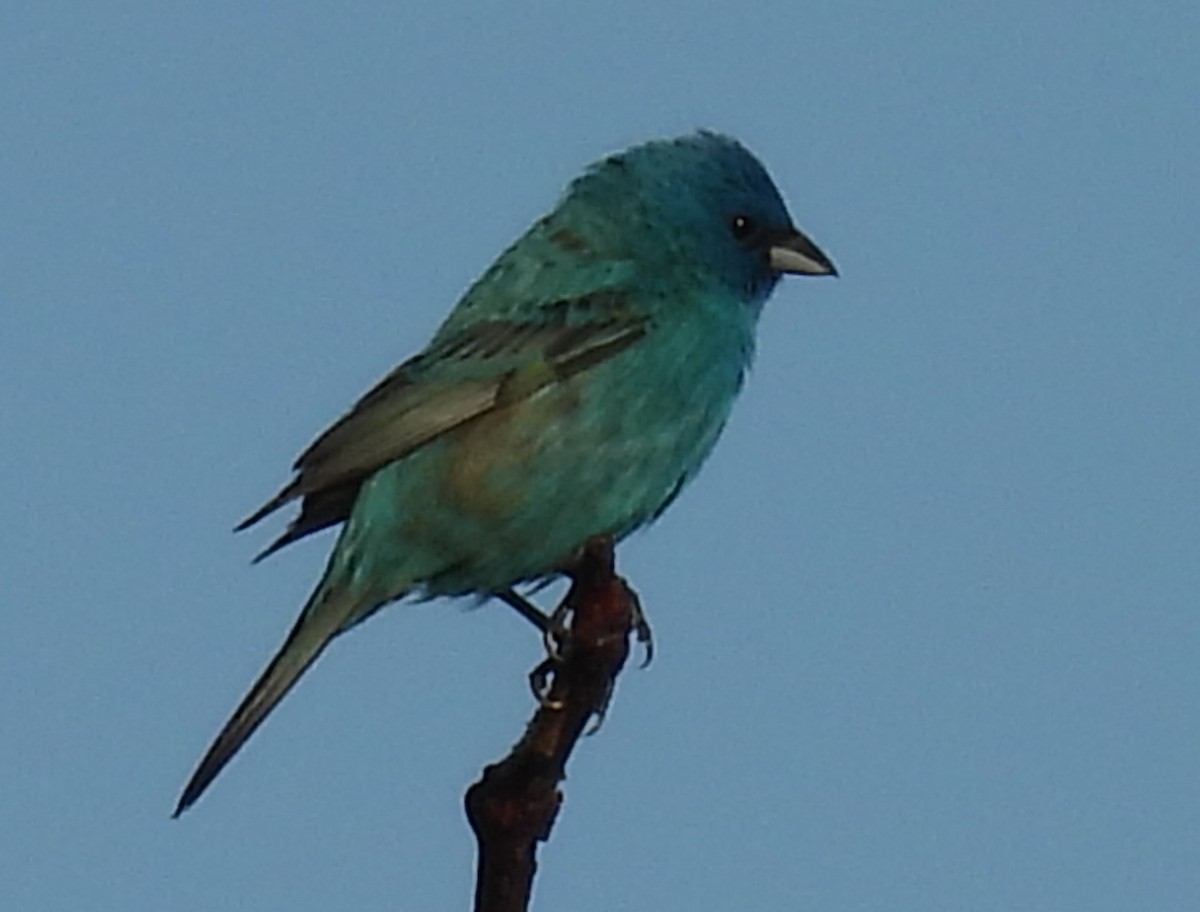 Indigo Bunting - ML620459863