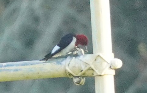 Red-headed Woodpecker - ML620459872