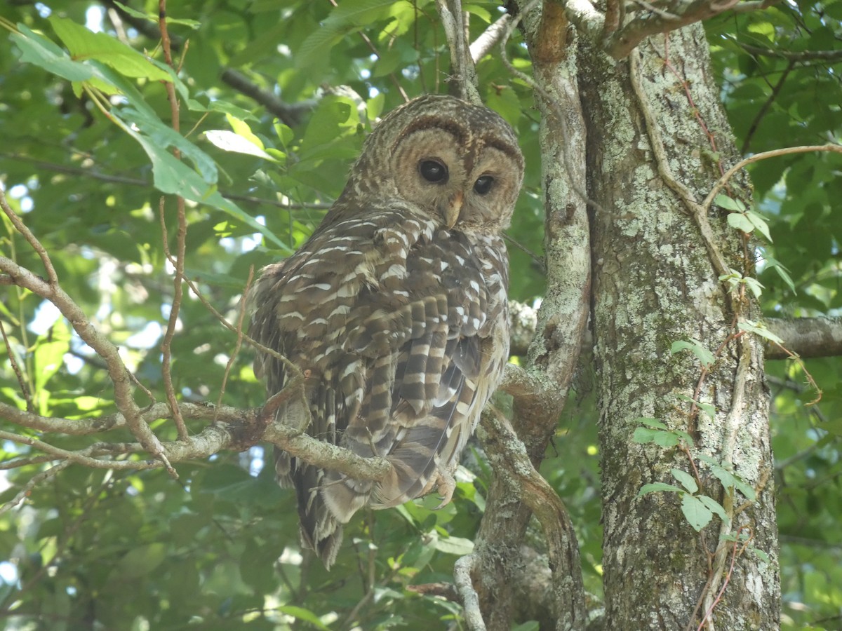 Barred Owl - ML620459874