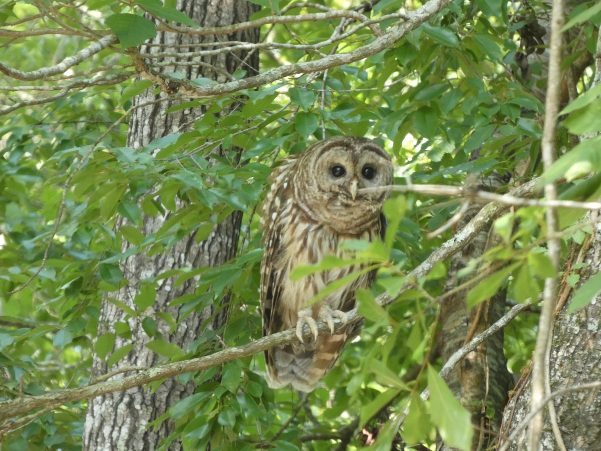 Barred Owl - ML620459875