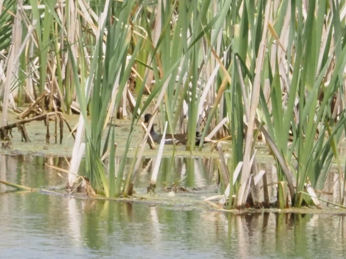 Common Gallinule - ML620459880