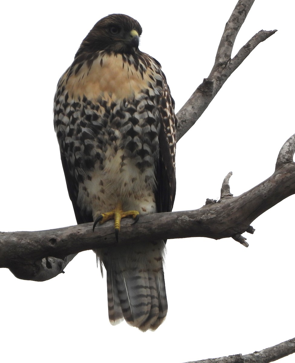 Red-tailed Hawk - ML620459885