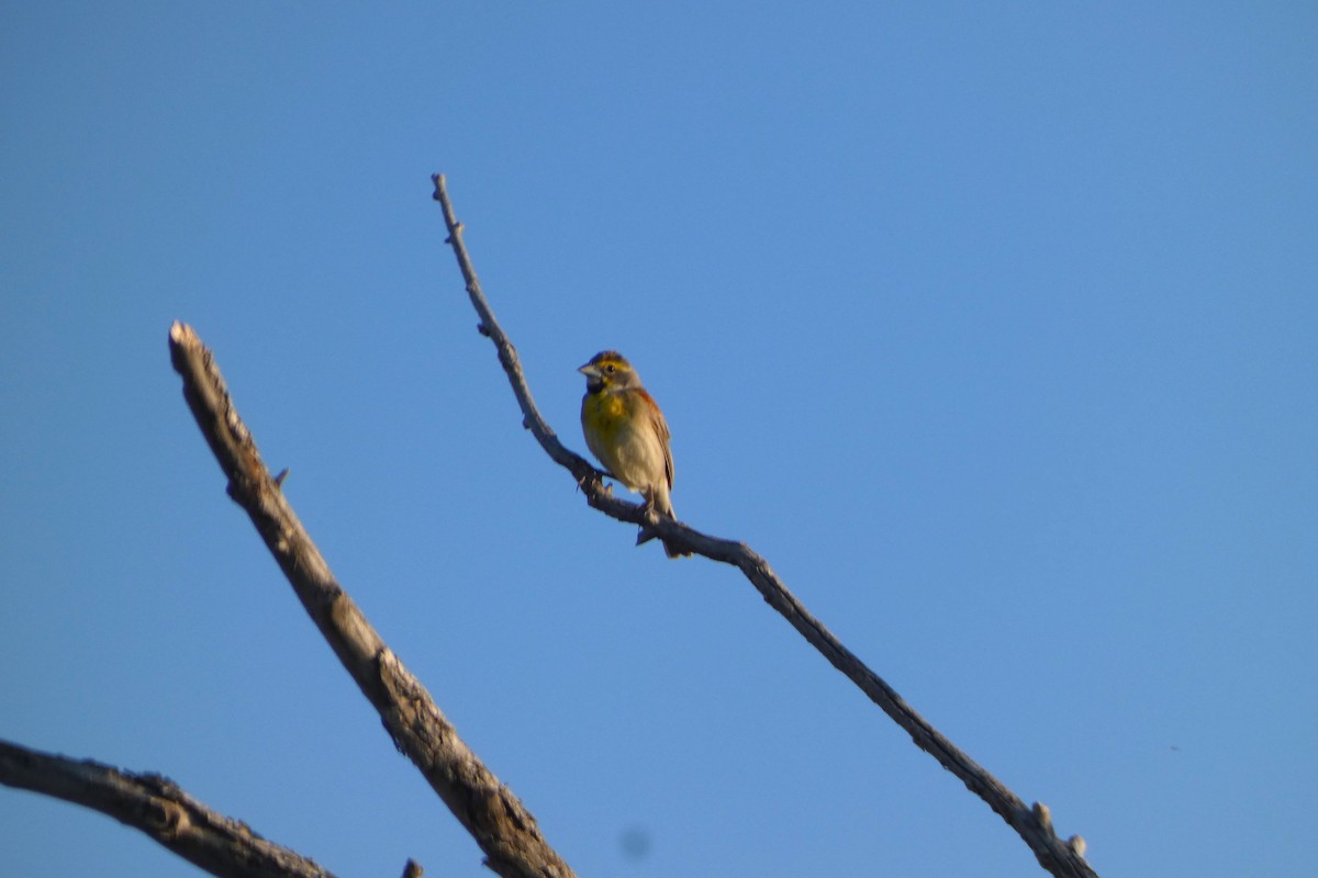 Dickcissel - ML620459889