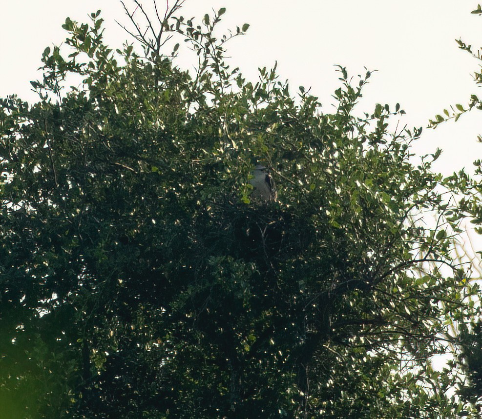 White-tailed Kite - Charlie Plimpton