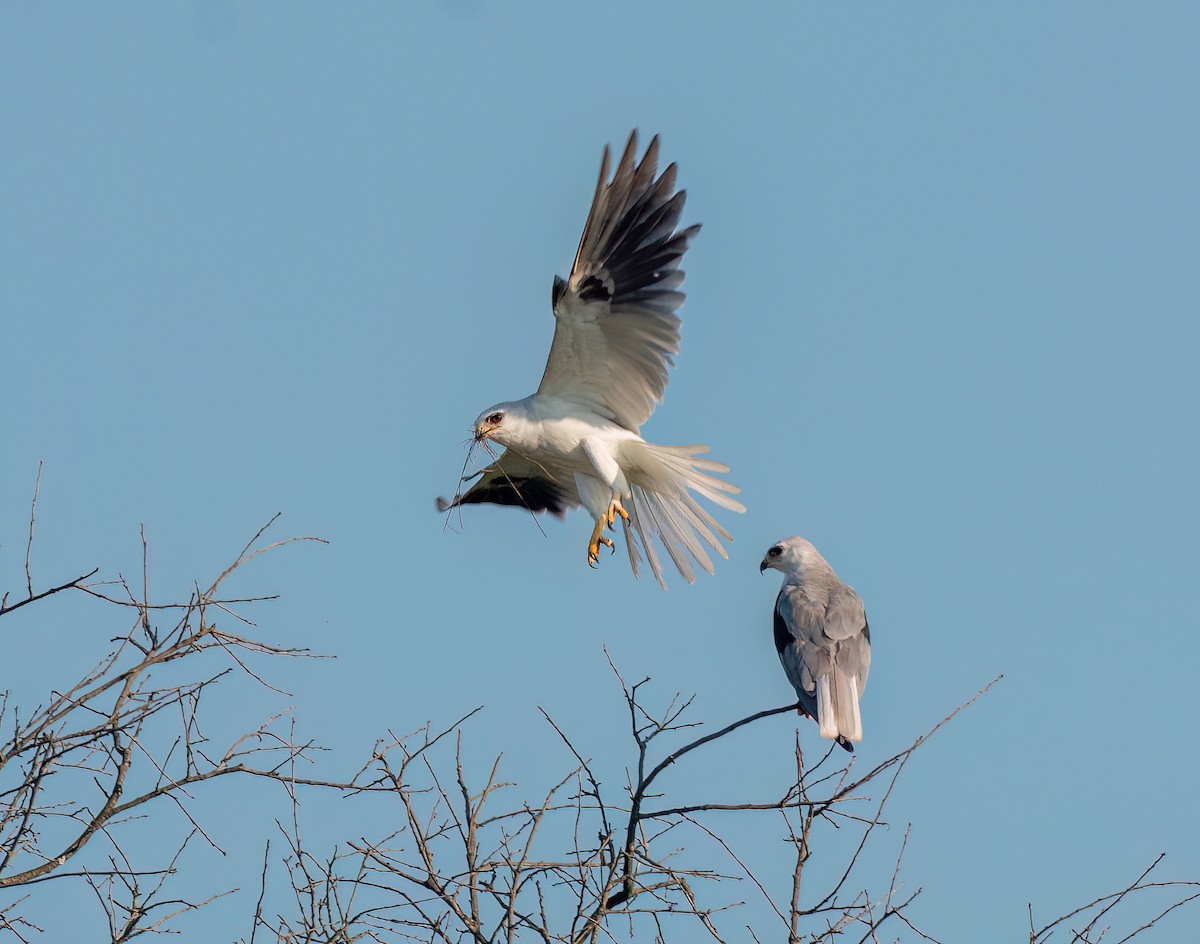 White-tailed Kite - ML620459892