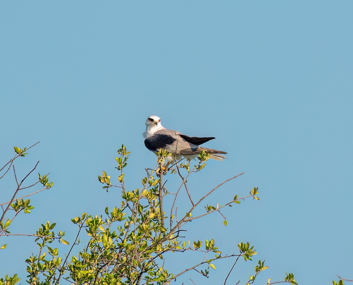 White-tailed Kite - ML620459893