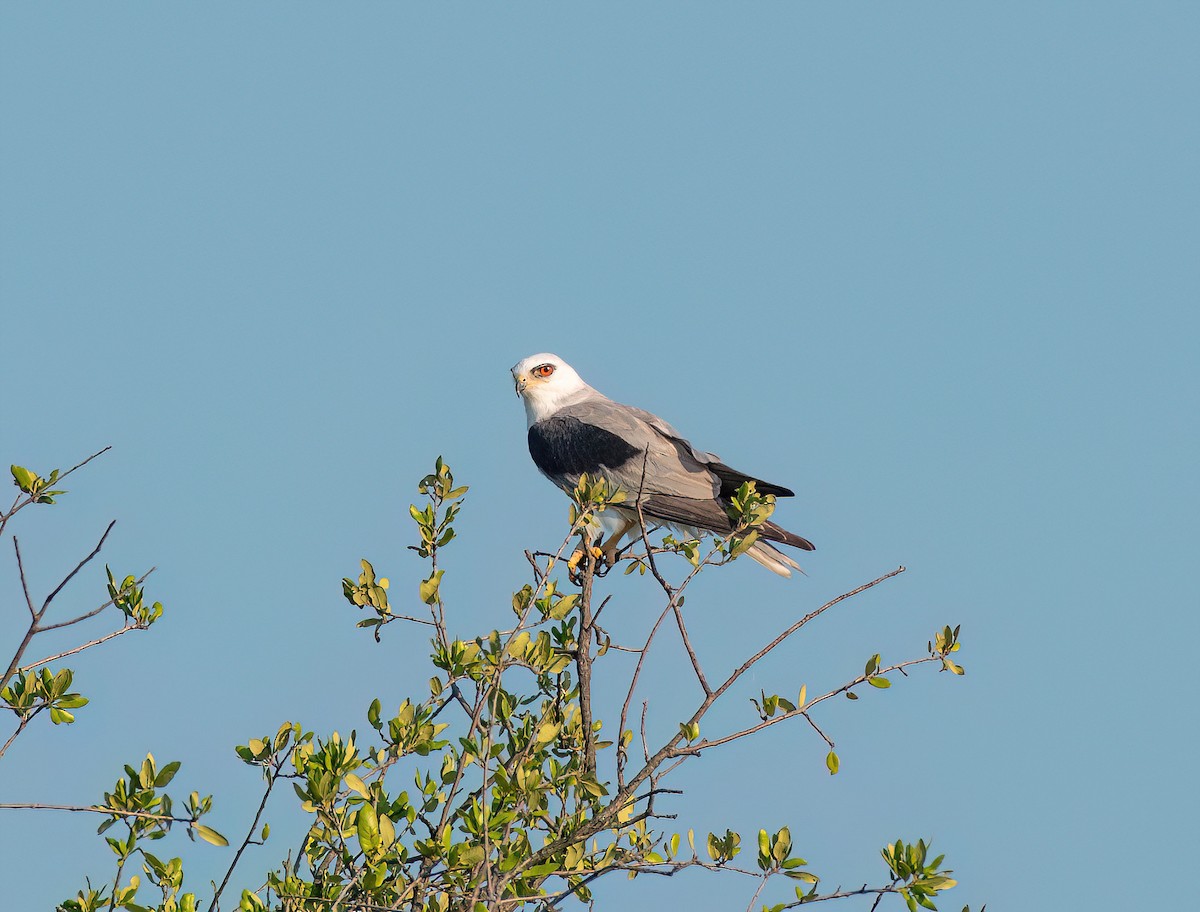 White-tailed Kite - ML620459894