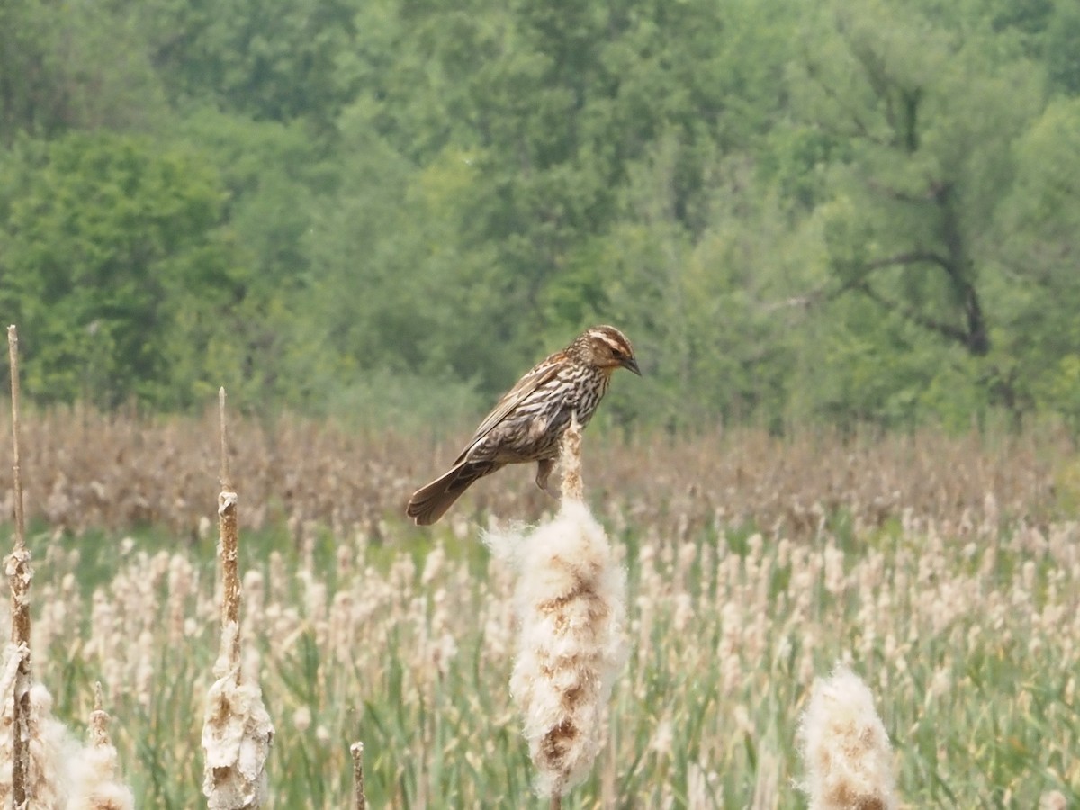Red-winged Blackbird - ML620459896
