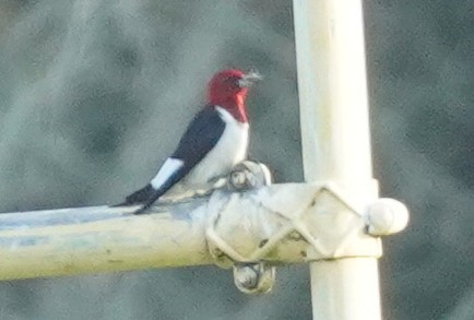 Red-headed Woodpecker - ML620459898