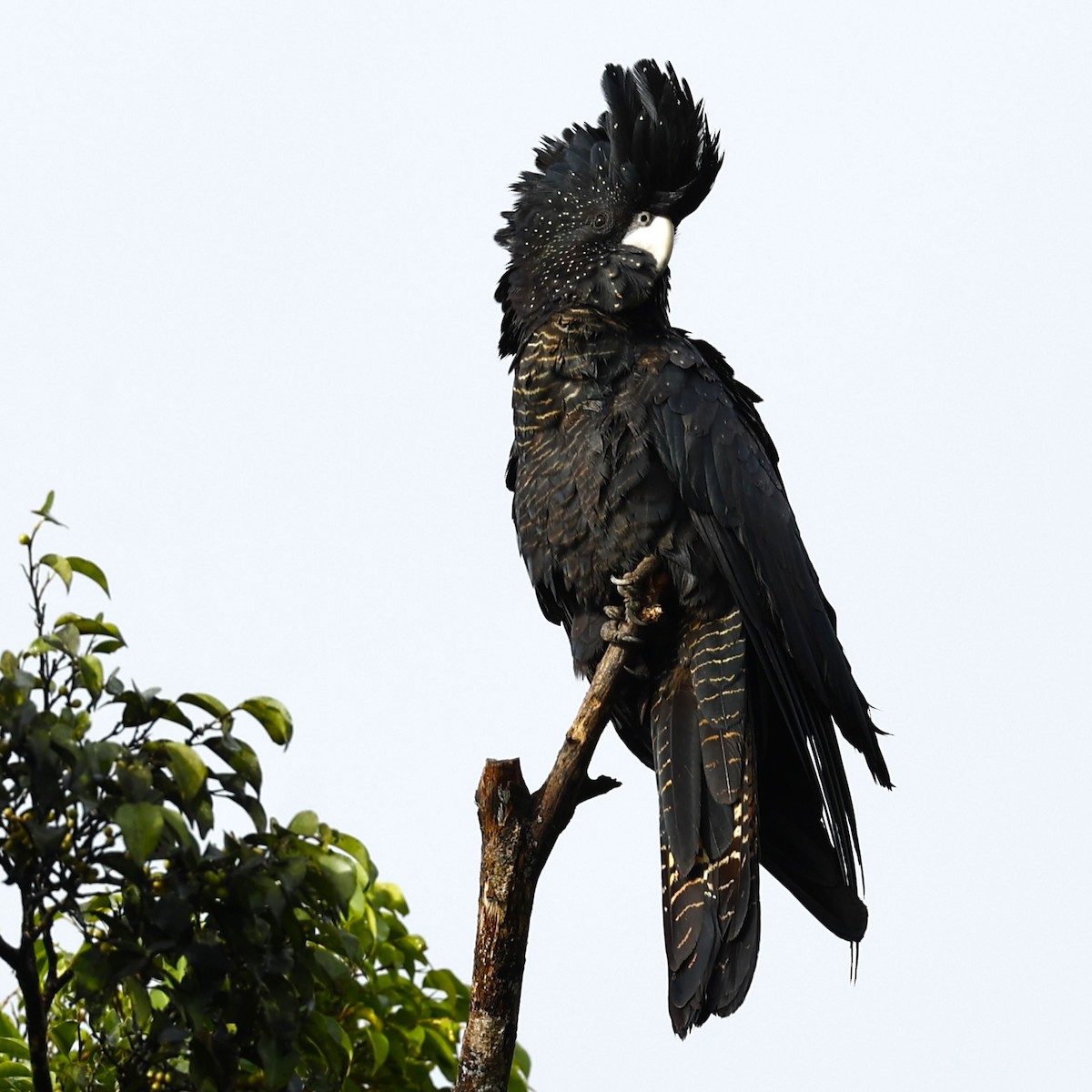 Red-tailed Black-Cockatoo - ML620459901