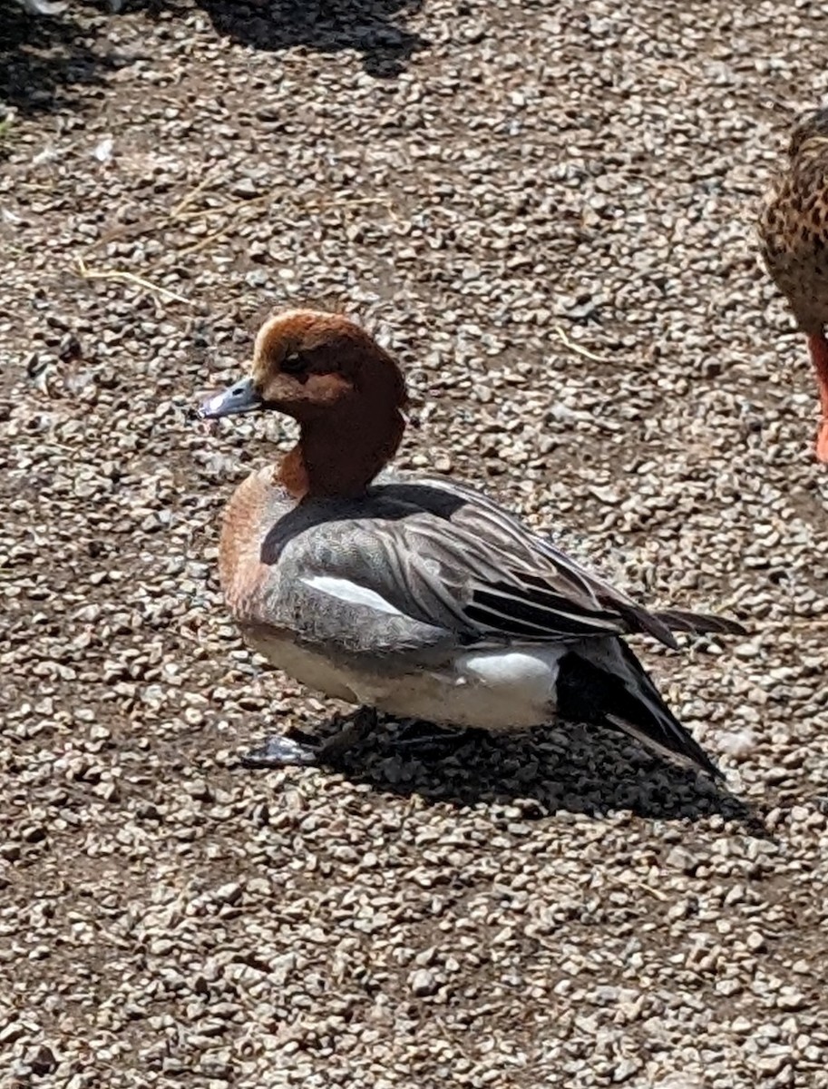 Eurasian Wigeon - Curtis Pooghkay