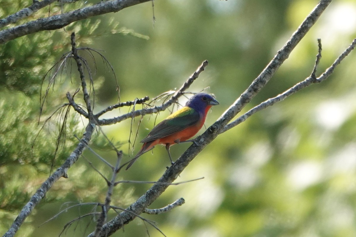Painted Bunting - ML620459911