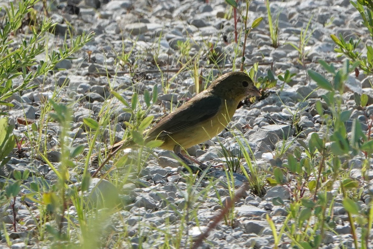 Painted Bunting - ML620459912