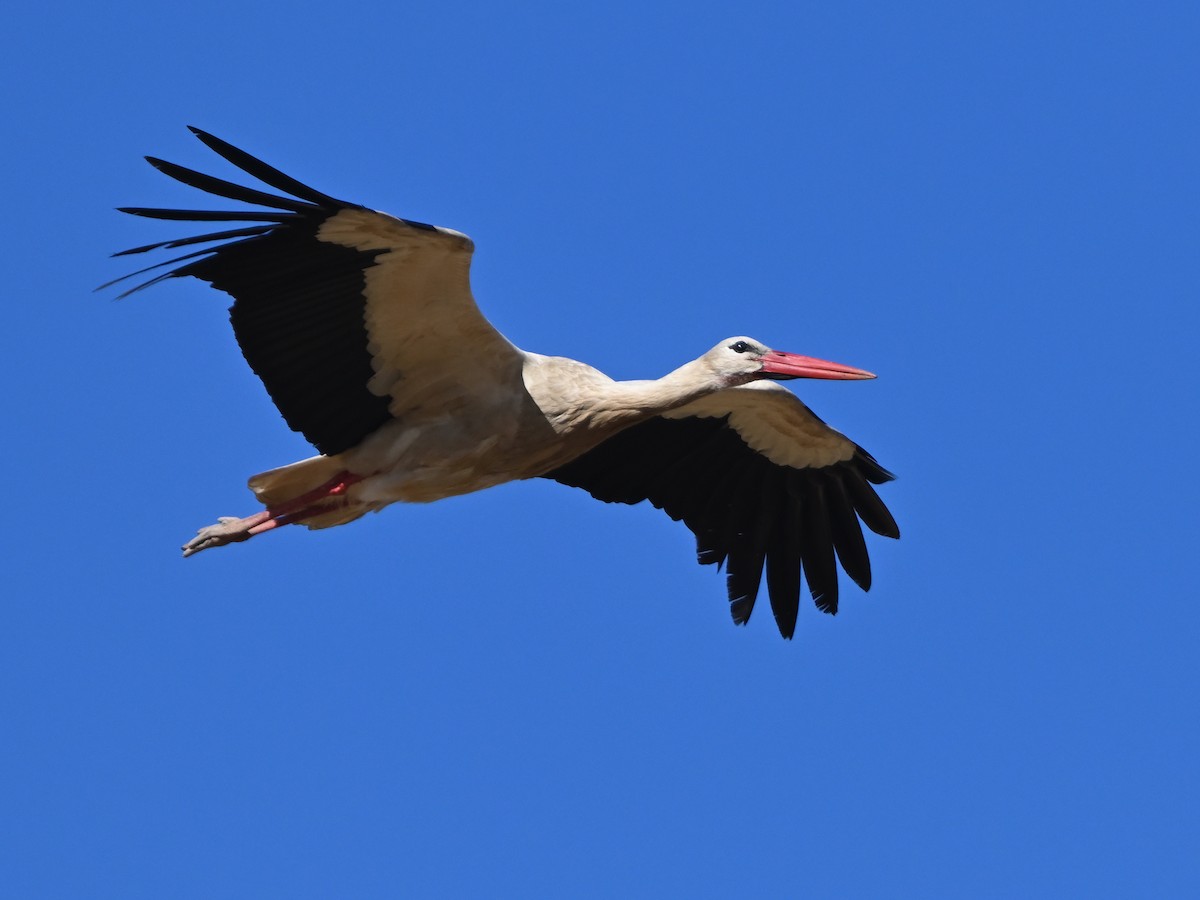 חסידה לבנה - ML620459913