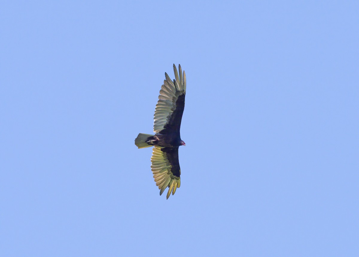 Turkey Vulture - ML620459915