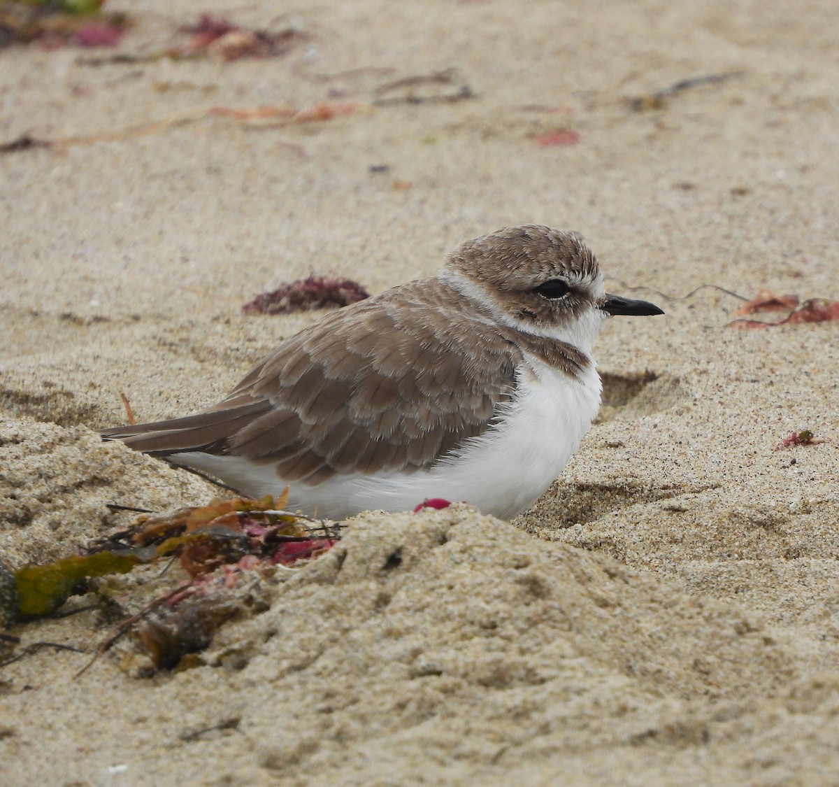 Snowy Plover - ML620459931