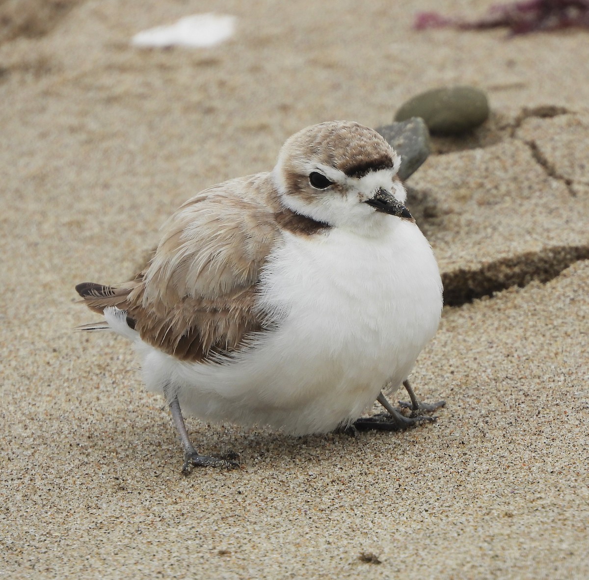 Snowy Plover - ML620459933