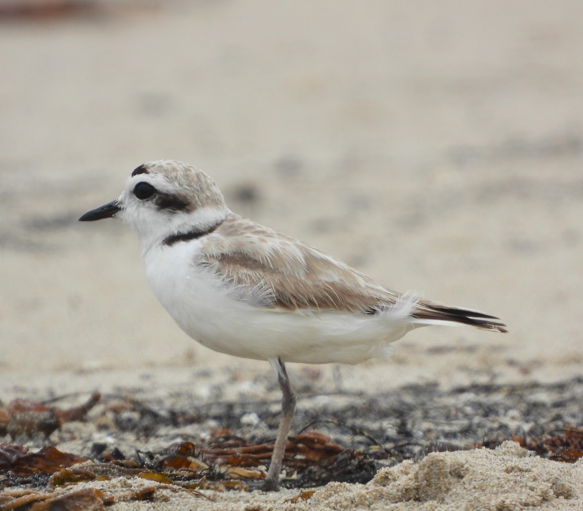 Snowy Plover - ML620459934