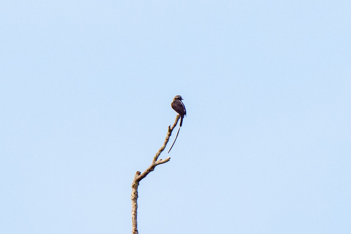 Long-tailed Tyrant - John Kuenzli