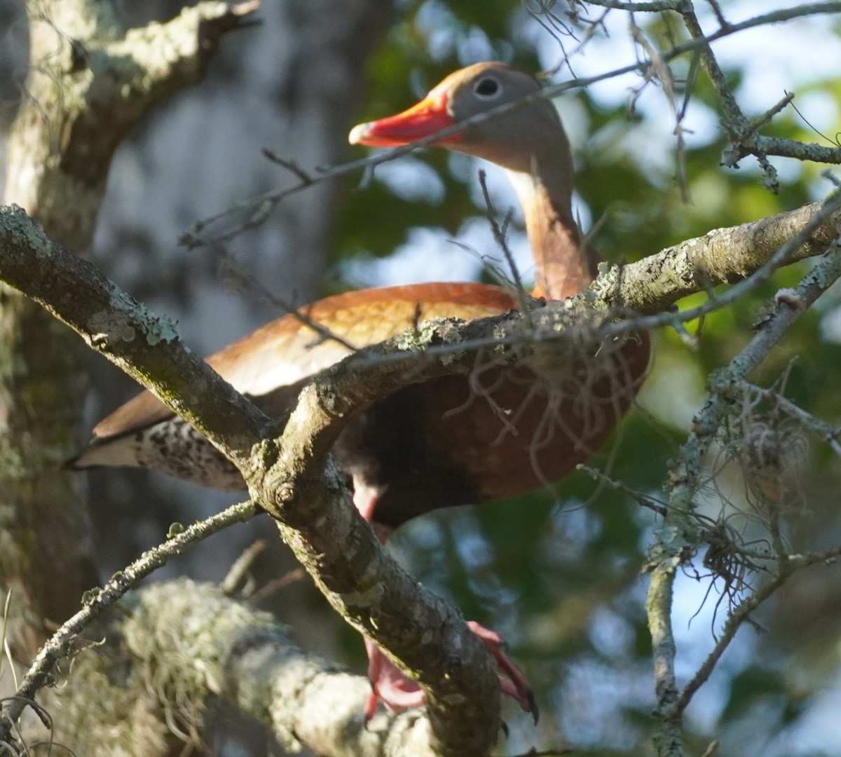 Black-bellied Whistling-Duck - ML620459949