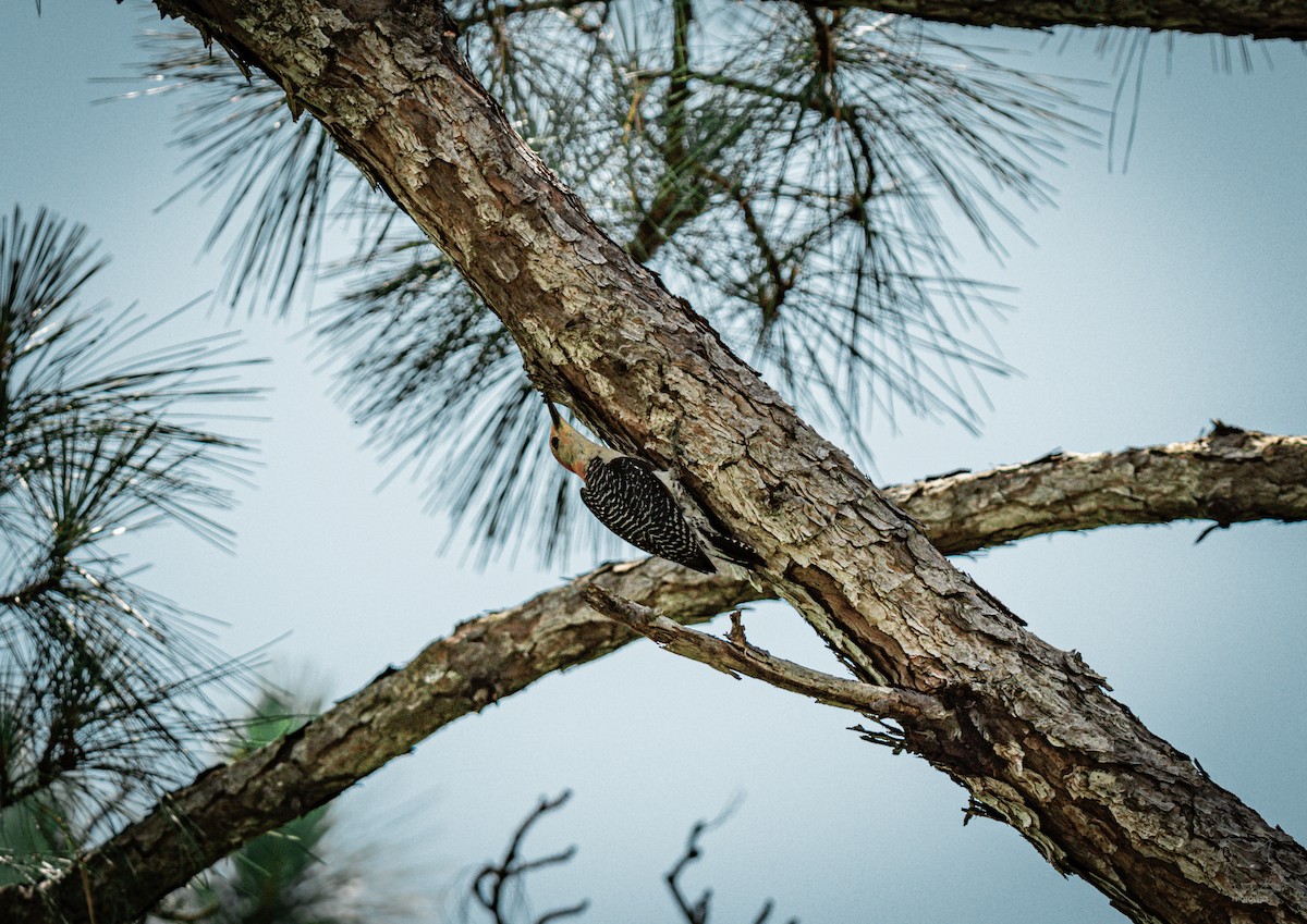 Red-bellied Woodpecker - ML620459954